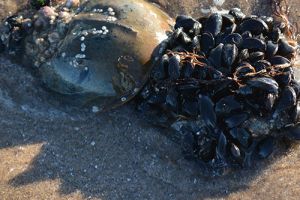 The Sociology of Horseshoe Crabs and the Humans Who Use Them